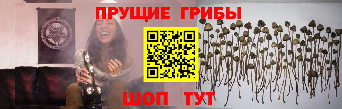 Галлюциногенные грибы прущие грибы Лесной